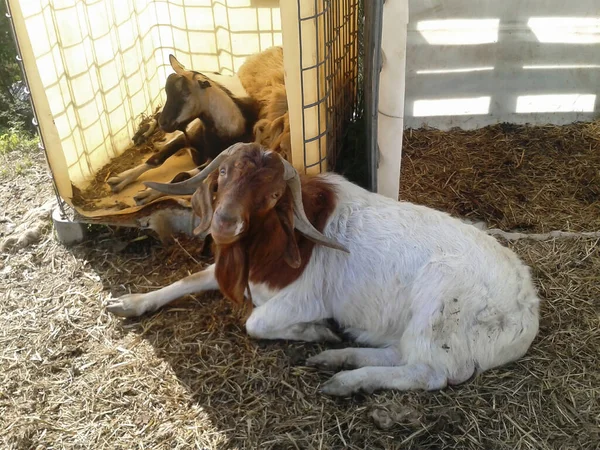 Animais de fazenda duas cabras jazem na natureza perto do curral no verão — Fotografia de Stock