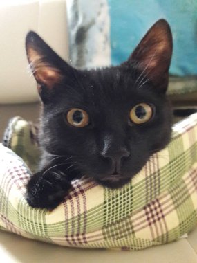 Genç siyah kedi, pürüzsüz kısa saçlı.