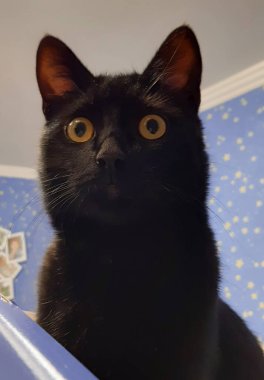 Genç siyah kedi, pürüzsüz kısa saçlı.