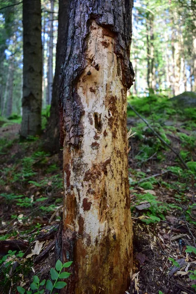 Vieil arbre mangé par les insectes avec une structure claire — Photo