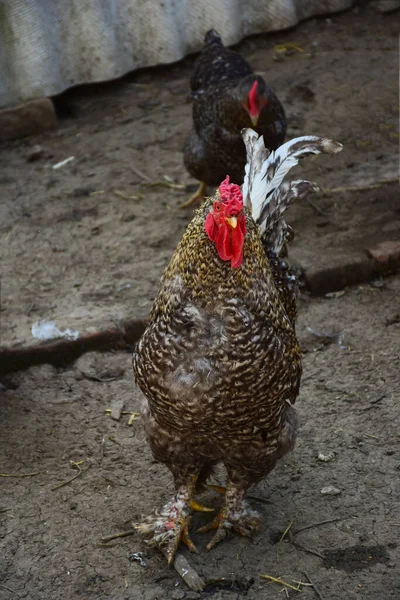 Egy Gyönyörű Tarka Szürke Kakas Csirkével Földön Sétál Egy Baromfi — Stock Fotó