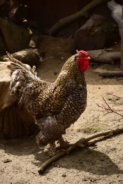 Egy Gyönyörű Szürke Kakas Sétál Földön Egy Baromfi Madárházban — Stock Fotó