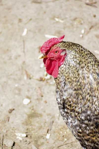 Egy Gyönyörű Szürke Kakas Sétál Földön Egy Baromfi Madárházban — Stock Fotó