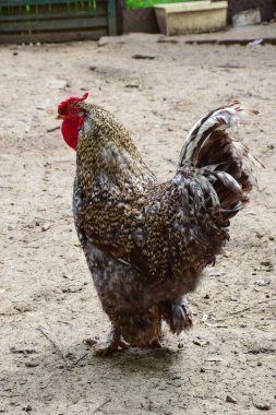 Güzel, gri bir horoz, kümes hayvanları için bir kuşhanede yerde yürüyor.