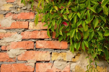Eski tuğla işlerinden kalma arka plan, sağ üst köşede asma yaprakları örülmüş. Yazıyı eklemek için sol tarafta.