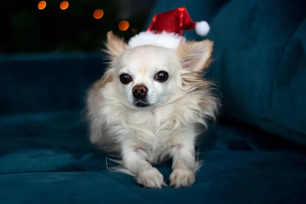 Aranyos kis Chihuahua kutya egy Mikulás kalap fekszik egy kék kanapén otthon, a háttér egy karácsonyi koszorú fények. Karácsonyi és újévi ünnepségek. — Stock Fotó