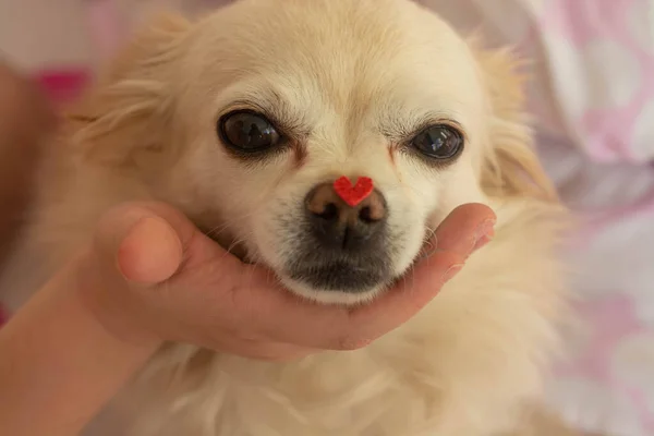 Retrato de un perro chihuahua con una figura del corazón en la nariz. El concepto de San Valentín. Tomado de cerca. —  Fotos de Stock