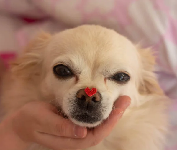 Retrato de un perro chihuahua con una figura del corazón en la nariz. El concepto de San Valentín. Tomado de cerca. —  Fotos de Stock