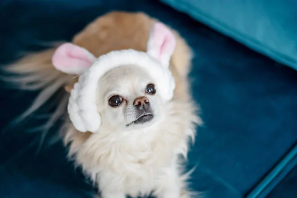 Divertido lindo perro Chihuahua poco, sentado en un sofá azul y mirando a la cámara en un traje de oreja de conejo. Mascotas de interior. El concepto de las vacaciones de Pascua. —  Fotos de Stock