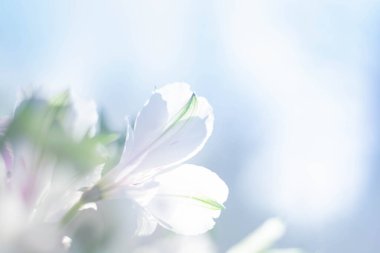 Beyaz bir alstromerya çiçeğinin açtığı ve baharın başında mavi bir gökyüzünün olduğu güzel bir doğa sahnesi. Güneş ışığında narin, pembe ve beyaz bir çiçek başı, yakın plan. Bahar çiçeği açan bayrak.