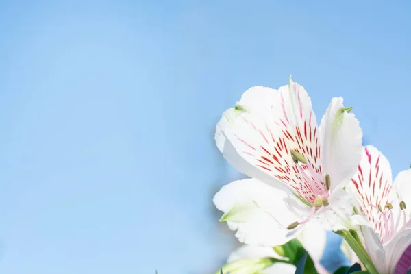 Beyaz bir alstromerya çiçeğinin açtığı ve baharın başında mavi bir gökyüzünün olduğu güzel bir doğa sahnesi. Güneş ışığında narin, pembe ve beyaz bir çiçek başı, yakın plan. Bahar çiçeği açan bayrak.