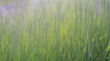 Green grass close-up in a field. The sun is at sunset. The grass sways in the wind. Green juicy lawn, its time to mow. The meadow is thickly overgrown with grass.