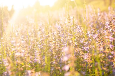 Lavender flowers. Sunset over a summer purple lavender field . A bouquet of fragrant flowers in the fields. Summer field at sunset.