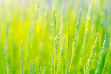 field of grass during sunset. The summer green grass is close, at sunset.