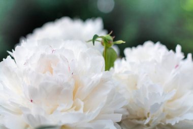 Bahçede bulanık yeşil bir arka planda çiçek açan beyaz şakayık çiçeği. Şakayık. Şakayık çalısı. Bahar-yaz konsepti. Yakın plan fotoğraf.