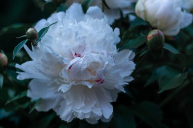 Bahçede bulanık yeşil bir arka planda çiçek açan beyaz şakayık çiçeği. Şakayık. Şakayık çalısı. Bahar-yaz konsepti. Yakın plan fotoğraf.