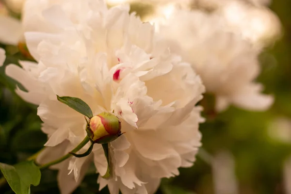 A Blooming White Peony Flower On A Blurred Natural Green Background in the Garden. Peony. Peony bush. The spring-summer concept. Close-up photo — Stock Photo, Image