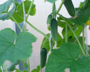 Yeşil salatalıklar seradaki bitkinin üzerinde asılı. Bahçede sebze yetiştiriyor..