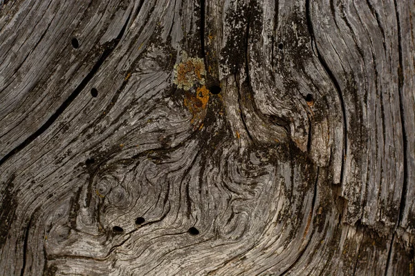 Fond en bois, vieux bois. Texture de fond organique. — Photo