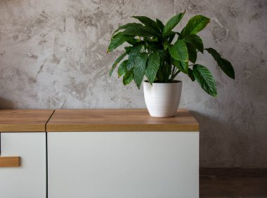 Evin içinde çok güzel bir spathiphyllum var. Evde doğal bir ekolojik atmosfer yaratın. İskandinav tarzı