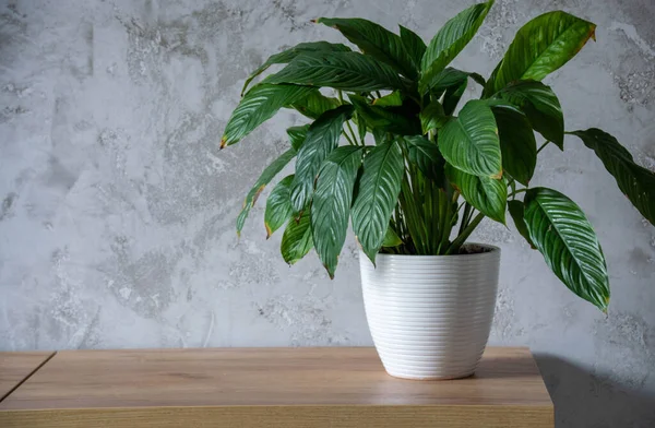 Hermoso spathiphyllum en el interior del hogar. Crear un ambiente ecológico natural en la casa. Estilo escandinavo Imagen de archivo