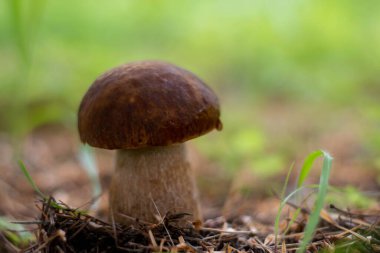 Mantar boletus edilus. Ormanda popüler beyaz mantarlar.