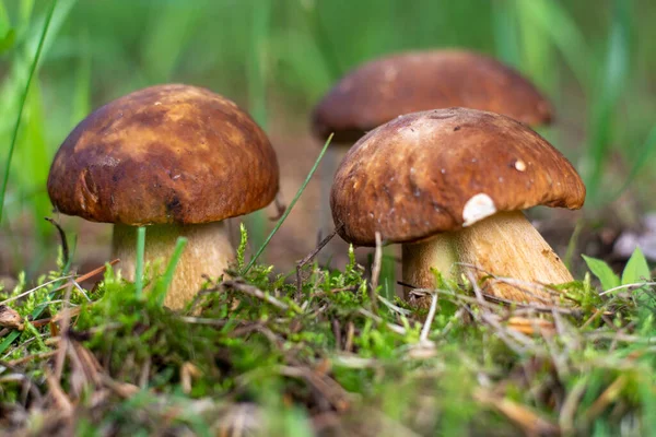 Mushroom boletus edilus. Setas Boletus blancas populares en el bosque. Fotos de stock