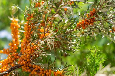 Yeşil yaprakları olan bir çalılıkta bir sürü yararlı deniz dikeni böğürtleni