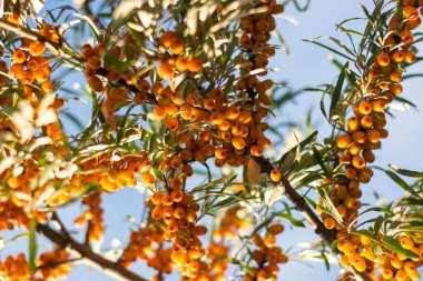 Yeşil yaprakları olan bir çalılıkta bir sürü yararlı deniz dikeni böğürtleni