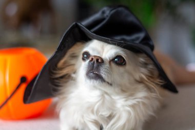 Cadılar Bayramı için siyah şapkalı komik bir chihuahua köpeği portresi. Ev ortamı.