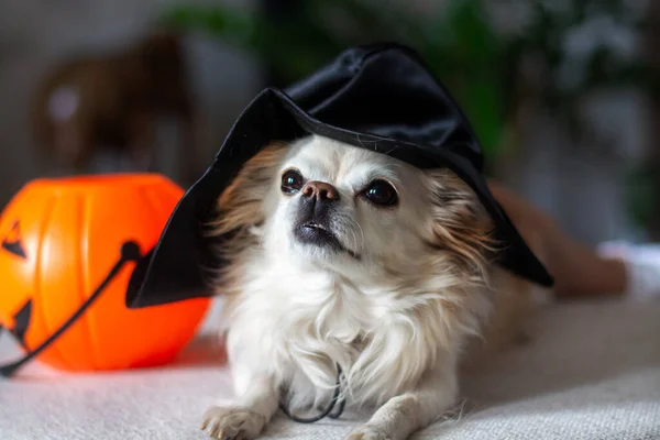 Retrato de un perro chihuahua divertido en un sombrero negro para Halloween. Medio ambiente doméstico. —  Fotos de Stock