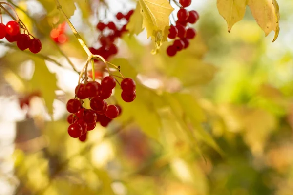 Банки красных ягод вибурнума на ветке с желтыми листьями в осеннем саду. красочный осенний пейзаж. — стоковое фото