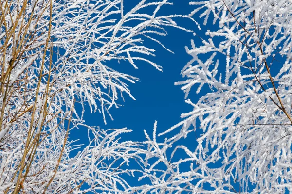 Close-up view of birch tree branches covered with hoarfrost against clear blue sky. Frost looks like ice crystals. natural frame. Winter weather forecast theme.