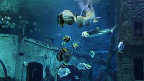 鲨鱼和条纹鱼在一个巨大的蓝色水族馆里游泳 — 图库视频影像