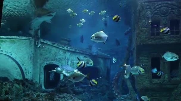 People pass by a huge aquarium with sharks, striped and silver fish and turtles — Stock Video