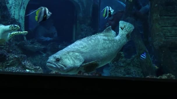 Велика група риб Serranidae Epinephelus плаває у великому акваріумі з великою черепахою. — стокове відео