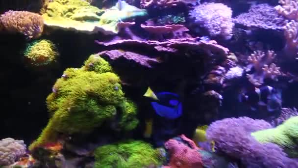 Un chirurgien bleu nage près des rochers et des coraux. — Video