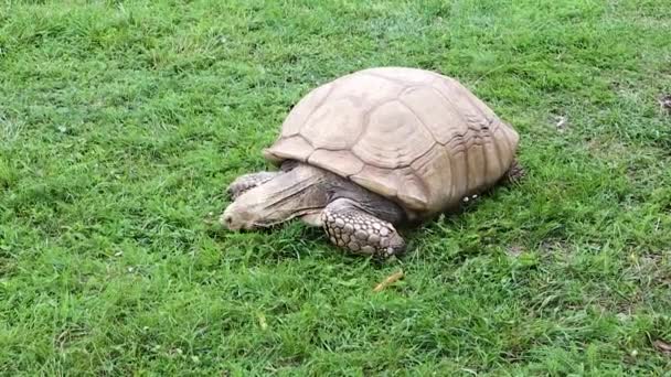 Stor ljus skuggad sköldpadda Centrochelys kryper på marken och äter gräs — Stockvideo