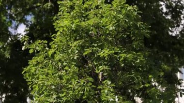 Ağaç meşesi kayası Quercus petraea. Yukarıdan Aşağı Panorama