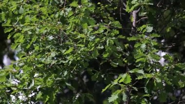 Kayanın yeşil yaprakları Quercus Petraea rüzgarda sallanıyor.