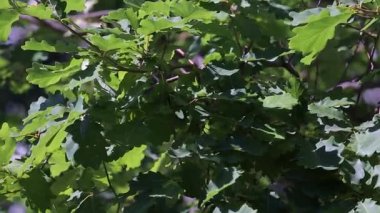 Kayanın yeşil yaprakları Quercus Petraea rüzgarda sallanıyor..