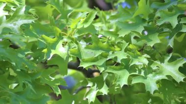 Bataklık meşesinin yeşil yaprakları Quercus Palustris rüzgarda sallanıyor. Yakın plan.
