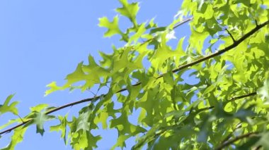 Bataklık meşesinin yeşil yaprakları Quercus palustris rüzgarda sallanıyor mavi gökyüzüne karşı. Yakın plan.