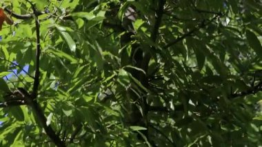 Yeşil kiremitli meşe, Quercus imbrikaria. Alt-üst panorama