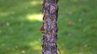 Siyah huş ağacının gövdesi Betula zencisi. Tepeden tırnağa panorama. Yakın plan..
