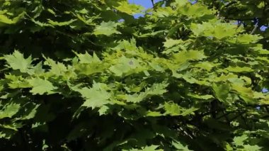 Büyük yeşil Acer platanoides Globosum yaprakları