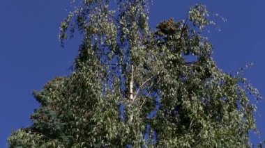 Huş ağacı, sarkık Betula pendula Laciniata 'dır. Beyaz gövdeli, yeşil, keskin, uzun yapraklı. Yukarıdan aşağıya Panorama