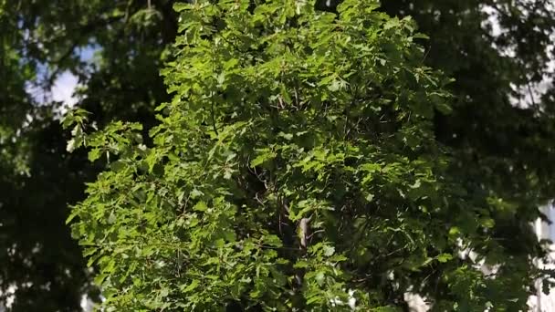 Tree oak rock Quercus petraea. Top-down panorama — Stock Video