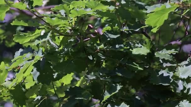 The green leaves of the rock oak Quercus petraea sway in the wind. — Stock Video