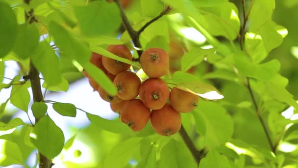 Pommes rouges suspendues sur une branche avec des feuilles de pommes vertes du pommier hybride Malus purpurea Neville Copeman. Gros plan — Video